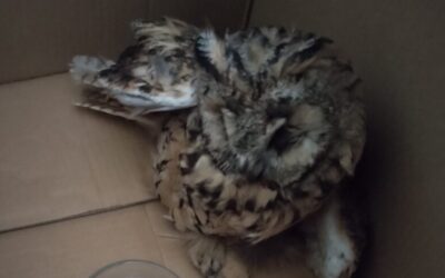 Neobičan gost u našem školskom dvorištu