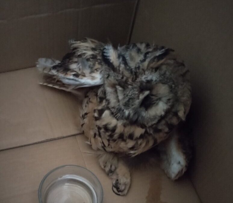 Neobičan gost u našem školskom dvorištu